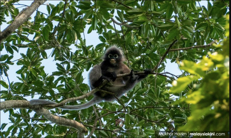 Activist appeals to hold Perhilitan accountable for culling endangered monkeys